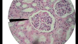 Histology for Beginners [upl. by Gnav]