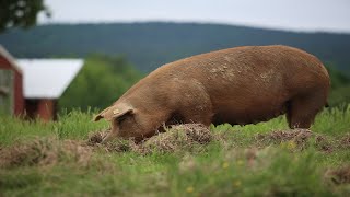 Raising 400 Pigs On Pasture COMPLETE [upl. by Garap]