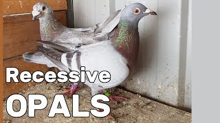 Recessive Opal Variability  Rare Coloured Racing Pigeons [upl. by Ahsoyem379]