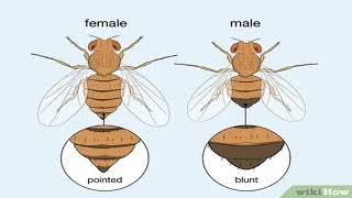 Biology of Drosophila melanogaster [upl. by Rizika]