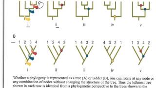 How to Interpret Phylogenetic Trees [upl. by Eigla]