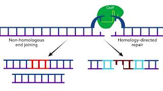 5 CRISPR Cas9  Screening and Validation Strategies [upl. by Holihs]