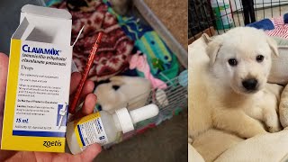 How to Give a Puppy a Liquid Oral Antibiotic [upl. by Itnaihc422]