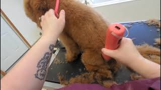 Mini Golden Doodle Puppy1st Groom [upl. by Ibbor741]