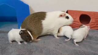 Baby Guinea Pigs Exploring [upl. by Anaed]