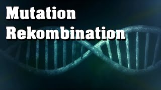 Evolution Mutation Rekombination genetische Variabilität [upl. by Eulalia]