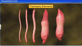 CBSE Class 11 Biology  Transport in Plants Part 2  Full Chapter  By Shiksha House [upl. by Anaid]