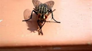 How To Get Rid Of A House Fly Infestation [upl. by Drofnelg48]