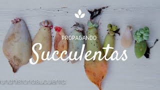 Como Propagar Suculentas por hoja paso a paso  How to propagate succulents step by step CC English [upl. by Anelagna]