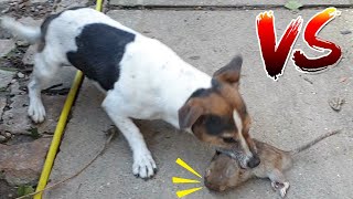 dog finds and fights the rat  small dog and huge rat  dog vs rat [upl. by Adel]