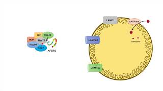 ChaperoneMediated Autophagy CMA  Selection Mechanism and Regulation [upl. by Seed]