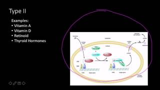 Steroid hormone receptors [upl. by Alyahs381]