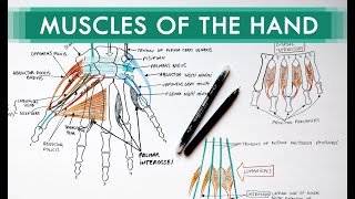 Muscles of the Hand  Origin Insertion Nerve Supply  Anatomy Tutorial [upl. by Enilram]