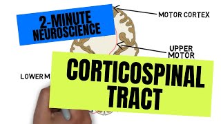 2Minute Neuroscience Corticospinal Tract [upl. by Caril650]