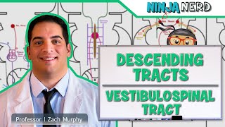 Neurology  Descending Tracts Vestibulospinal Tract [upl. by Oicnanev]