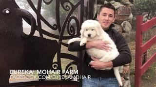 Italian Maremma Livestock Guardian Sheepdogs [upl. by Eimmaj]