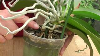 How to Grow Orchids [upl. by Aurilia]