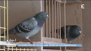 ANIMAUX  Le NordPasdeCalais une terre de colombophiles [upl. by Skvorak]