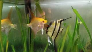 Angelfish Breeding Behavior Signs of Spawning [upl. by Reiniar516]