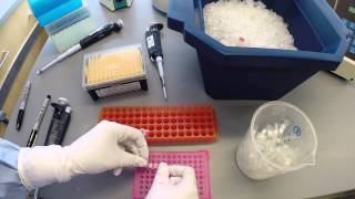 PCR Protocol  Part 2 [upl. by Isayg]