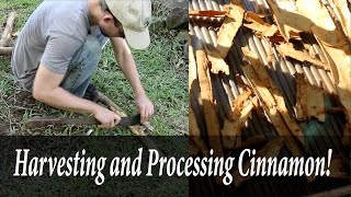 Harvesting and Processing Cinnamon [upl. by Olegnalehcim176]