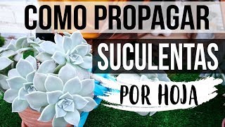 REPRODUCIR SUCULENTAS FÁCIL Y RÁPIDO 2018 PROPAGACION POR HOJA [upl. by Francklin]