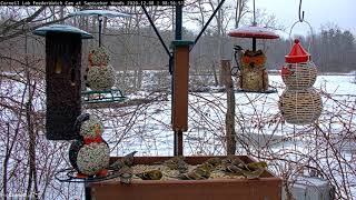 Pine Siskins Join American Goldfinches On Feeder Tray At Sapsucker Woods – Dec 8 2020 [upl. by Namlak384]