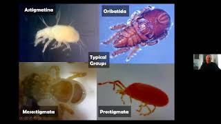 Identifying Mites [upl. by Licec]