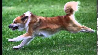 Meet the Icelandic Sheepdog [upl. by Htebasile]