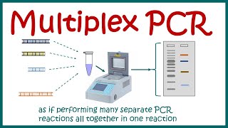 Multiplex PCR [upl. by Einhoj815]