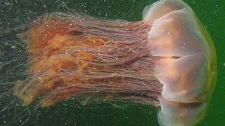 Facts The Lions Mane Jellyfish [upl. by Nee]