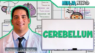 Neurology  Cerebellum Anatomy amp Function [upl. by Suolevram]