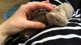 Newborn Baby Guinea Pigs Squeaking [upl. by Kulda757]