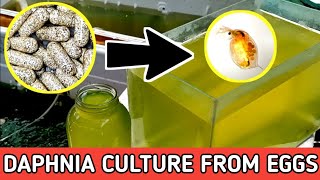 HOW TO HATCH DAPHNIA EGGS  HOW TO CULTURE DAPHNIA [upl. by Analram]