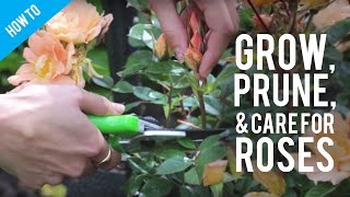 How To Grow Prune amp Care For A Rose Bush [upl. by Arraik756]