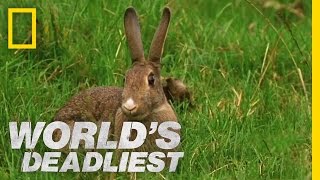 Stoat Hypnotizes Rabbit  Worlds Deadliest [upl. by Hasseman]