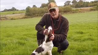 Springer spaniel trainingQuartering exercise [upl. by Onitsuj321]