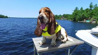 basset hound swimming [upl. by Derriey]