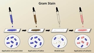 How to Stop E coli Before It Starts [upl. by Nonna]