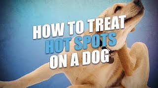 Hot Spots on Dogs Fast and Easy Treatment Method [upl. by Dich]