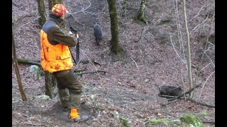 Domuz avı bomy Wild boar hunt Chasse au sanglier Caza de jabalí Turkey in Çanakkale 2021 [upl. by Ettezus]