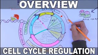 Cell Cycle Regulation  Basic Overview [upl. by Quartus]