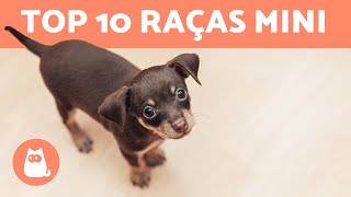 10 RAÇAS DE CACHORROS TOY [upl. by Nostaw]