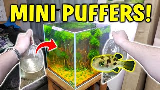 Adding MINI PUFFER FISH To Planted Aquarium  W Pea Puffer Care Guide [upl. by Odnalra909]