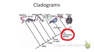 How to read a cladogram [upl. by Ardnahsal]