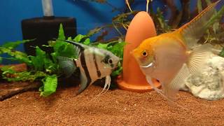 Angelfish Mating  Behaviour before spawn [upl. by Githens379]