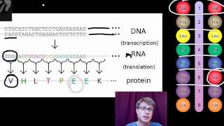 Phenotype vs Genotype [upl. by Ahsina]