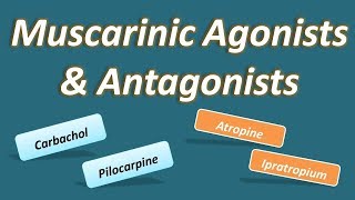 Muscarinic agonists and antagonists [upl. by Nnaeiram]