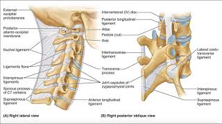 Major Ligaments of the Cervical Spine [upl. by Philemon830]