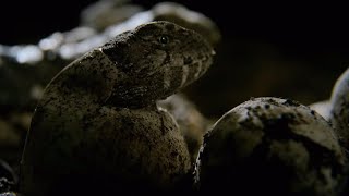 Hatching of Ancient Tuatara Reptiles  Wild New Zealand  BBC Earth [upl. by Eittod]